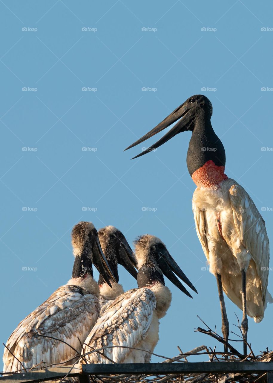 Mamãe Tuiuiú alimentando seus filhotes com três meses de vida. Fotografia inédita feita no Pantanal Sul Mato-grossense. São os primeiros filhotes nascidos em ninho artificial após os incêndios de 2020 destruírem o original.