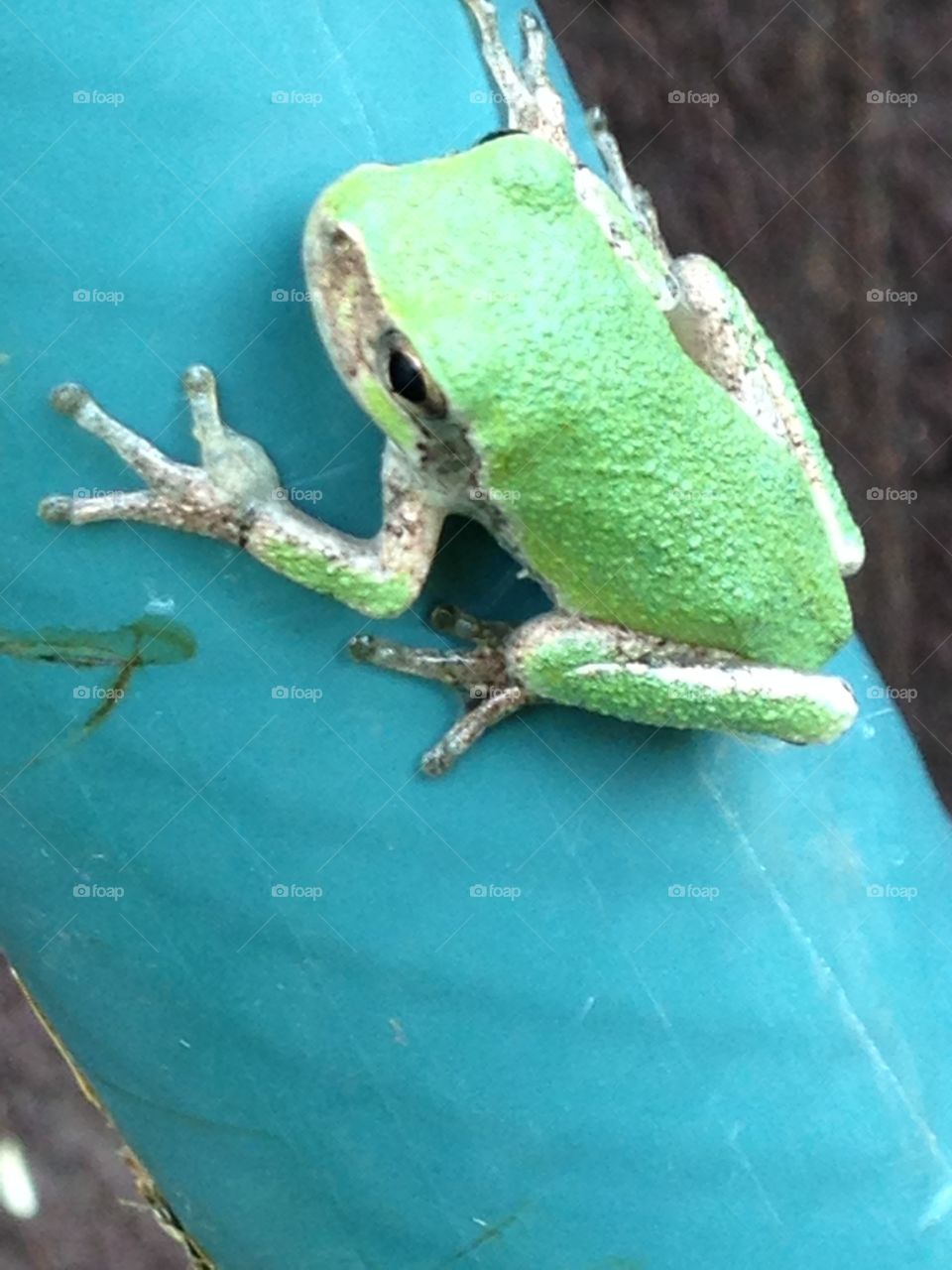 Tree frog!. Tree frog on the watering hose, I a hot summer day!