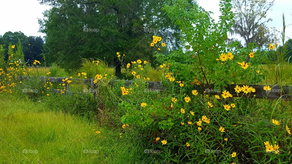 Nature, Summer, Flower, Landscape, Flora