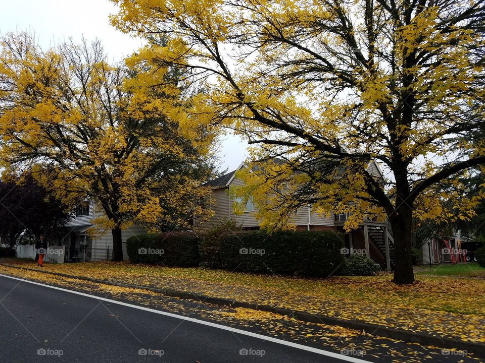 Autumn yellow trees