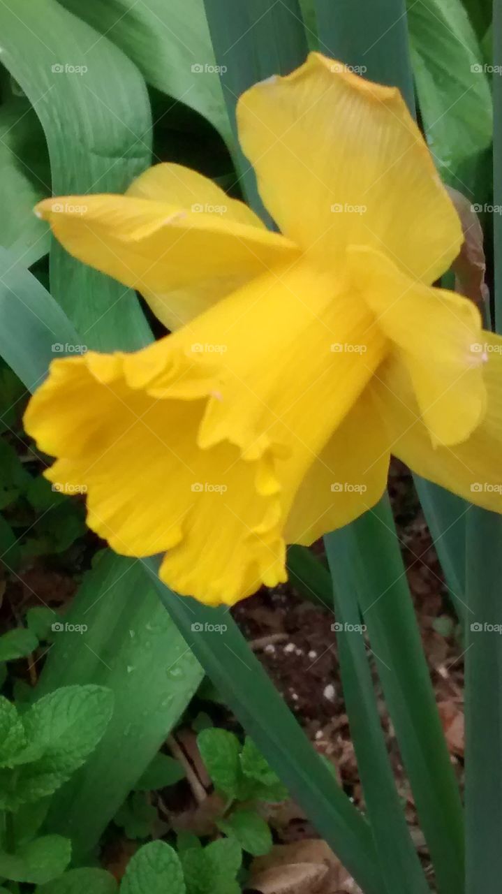 up close daffodil. nyc near house