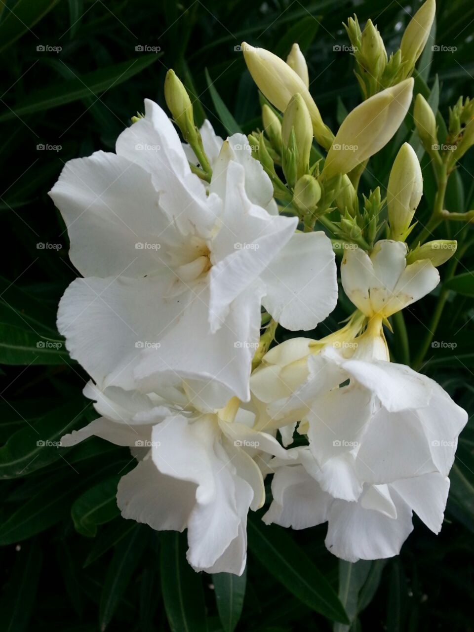 oleander