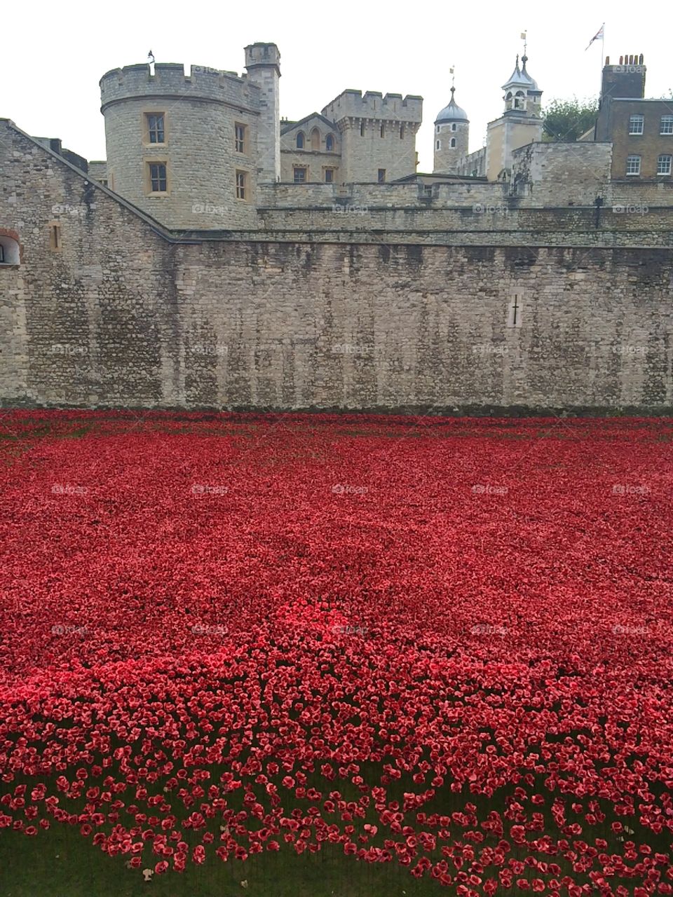 The Tower of London with a field of poppies to commemorate Remembrance Day