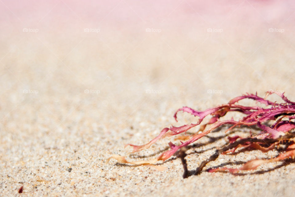 Pink algae 