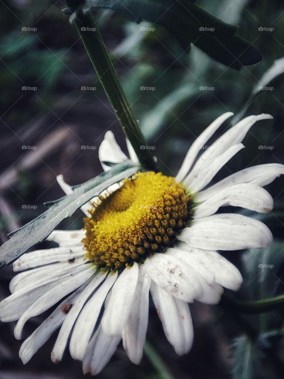 Daisy flower