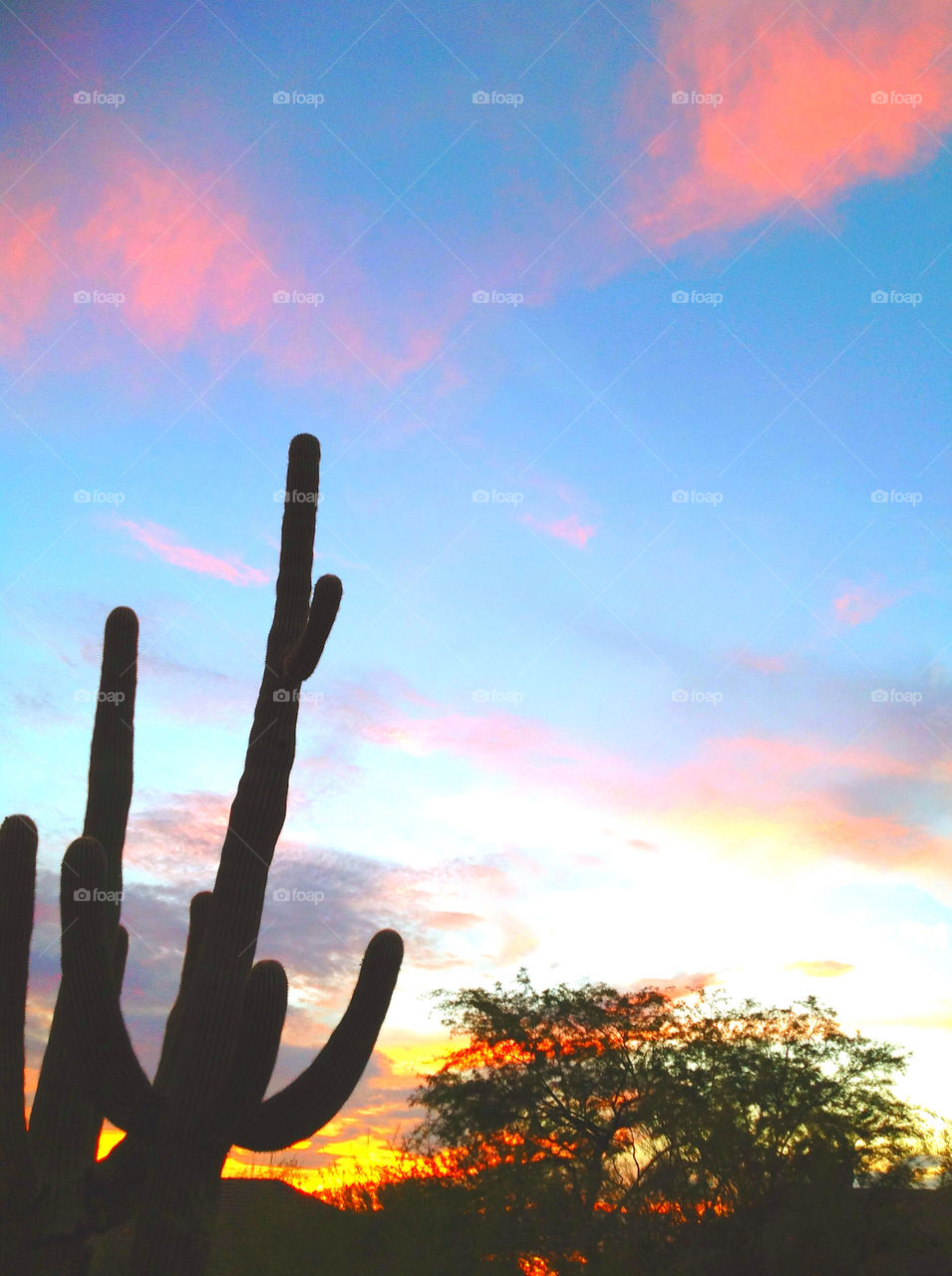 Sunset, No Person, Cactus, Outdoors, Sun