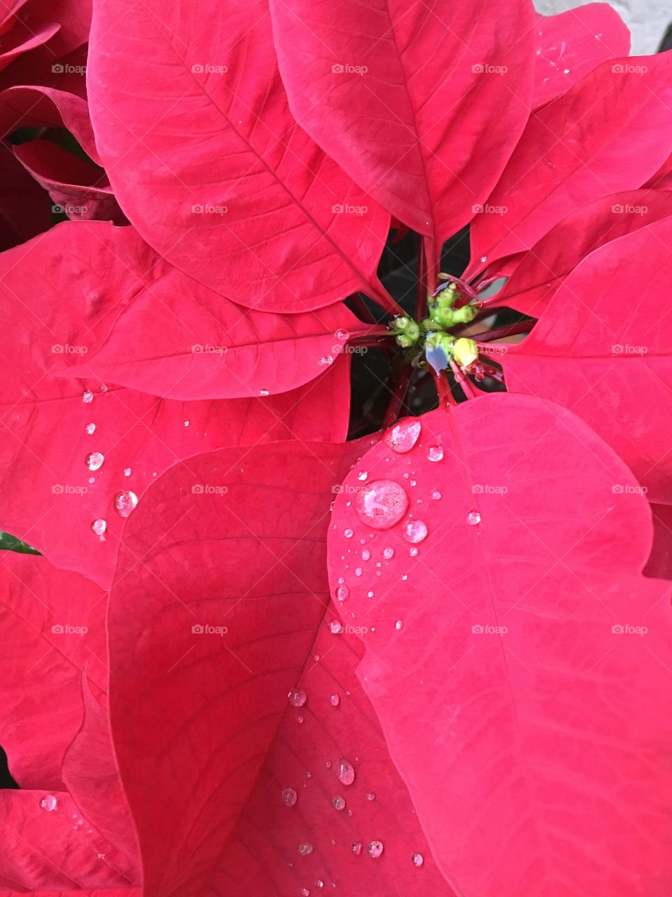 The most brilliant of reds! 