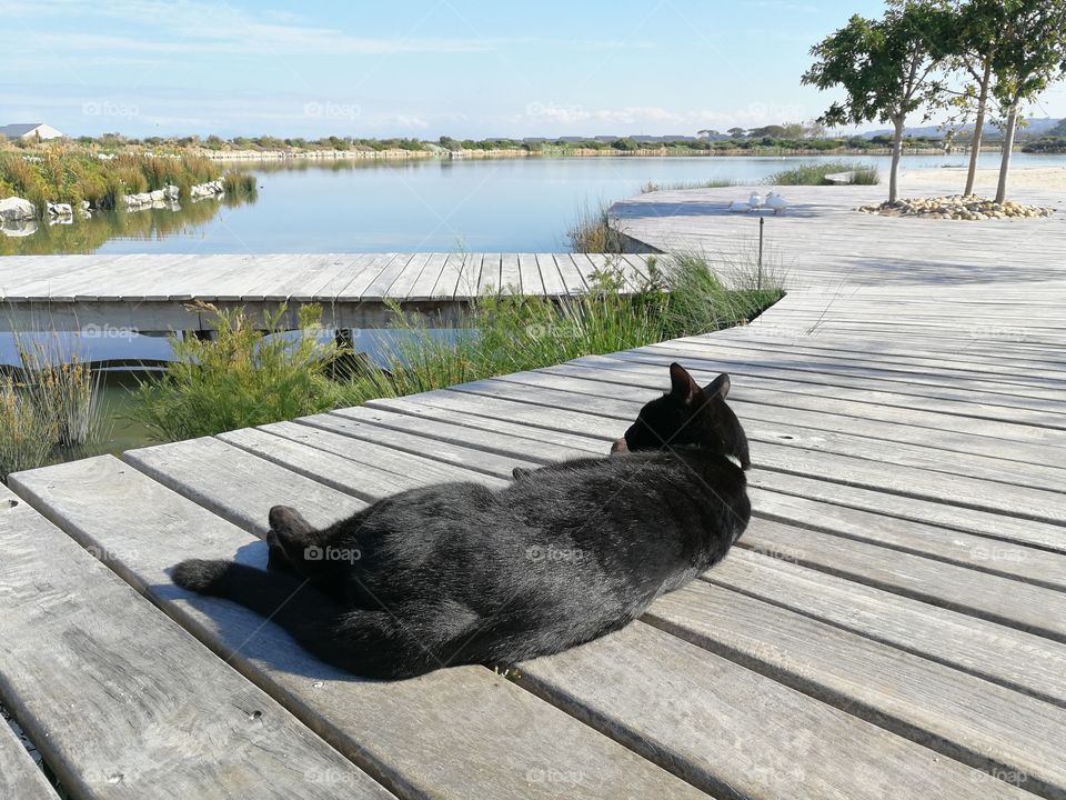 Cat lounging on deck