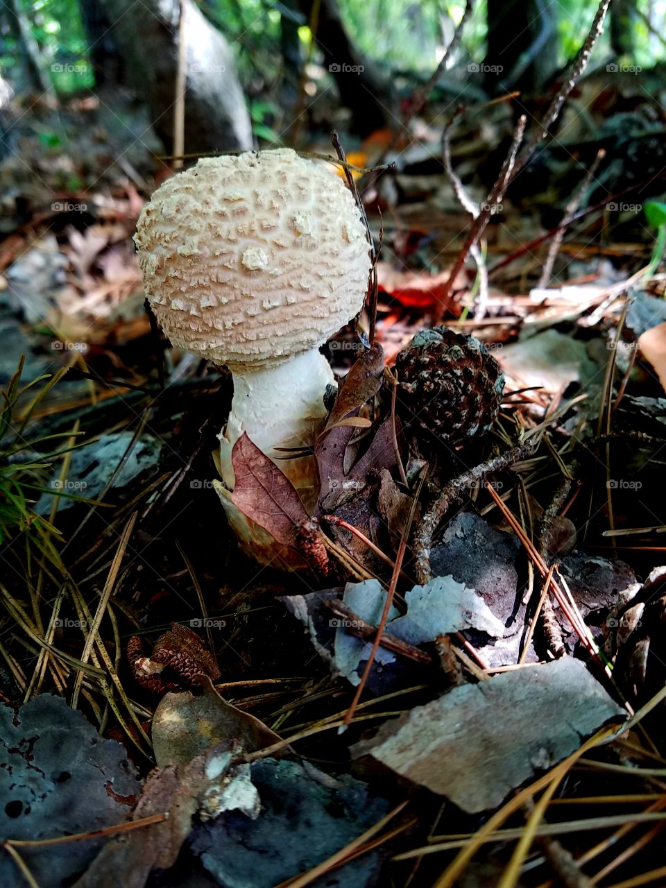 mushroom in the leaves on ground.