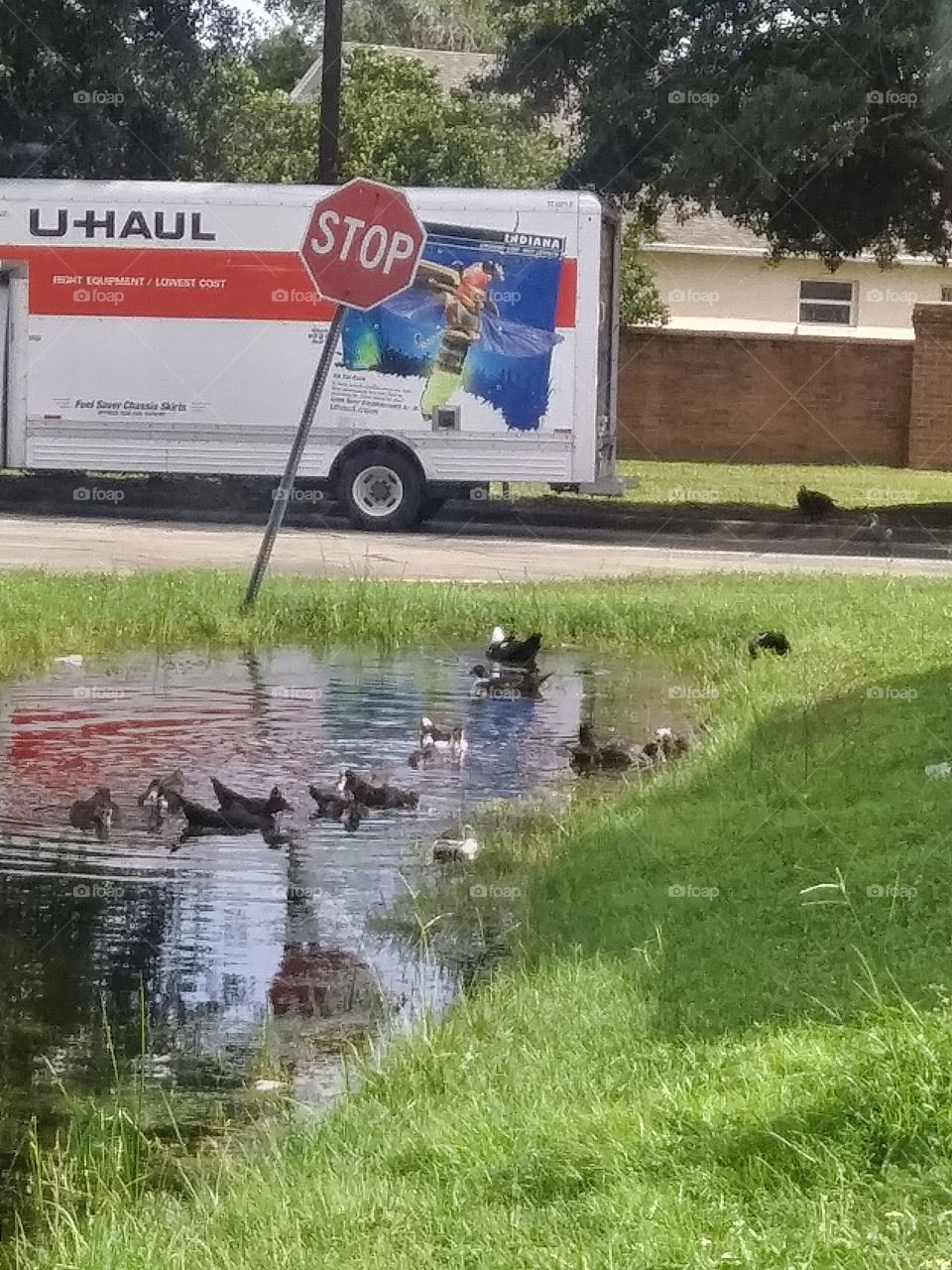 ducks