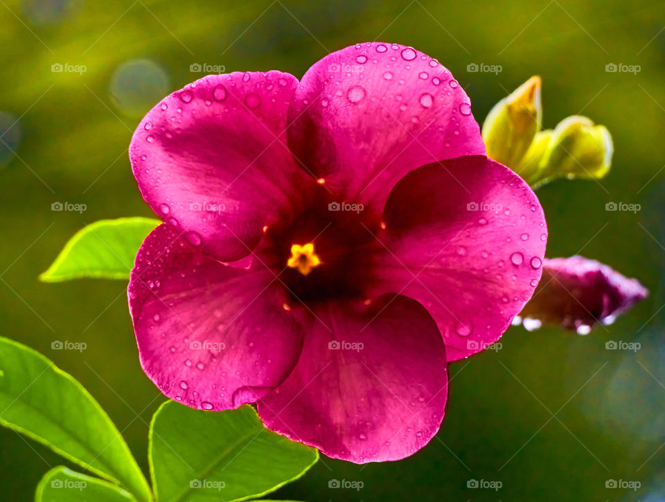 Allamanda  - back  light  - petals