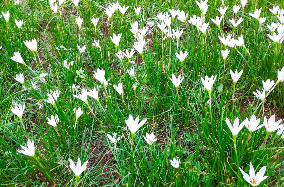 Lily Field