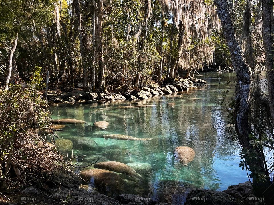 Manatees swimming in the warmer waters of a Florida spring