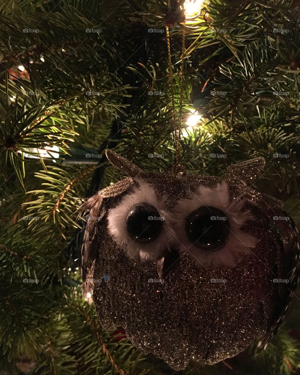 Owl in the Tree
