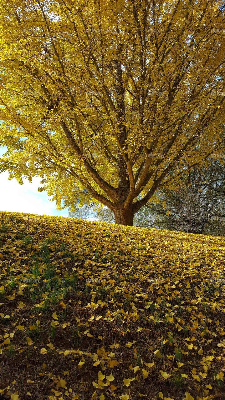 Old Ginkgo Tree. Raleigh