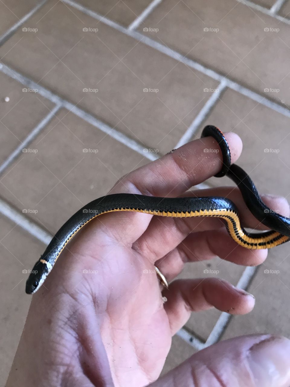 Little snake in hand