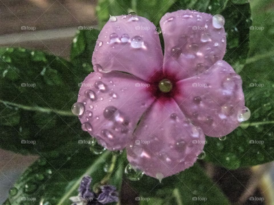 Beautiful Flower photo having water drops. It is an evergreen shrub that works as an ornamental plant and for medicinal purposes. Sadabahar, or periwinkle, is a commonly found plant in India and is said to be native to Madagascar.