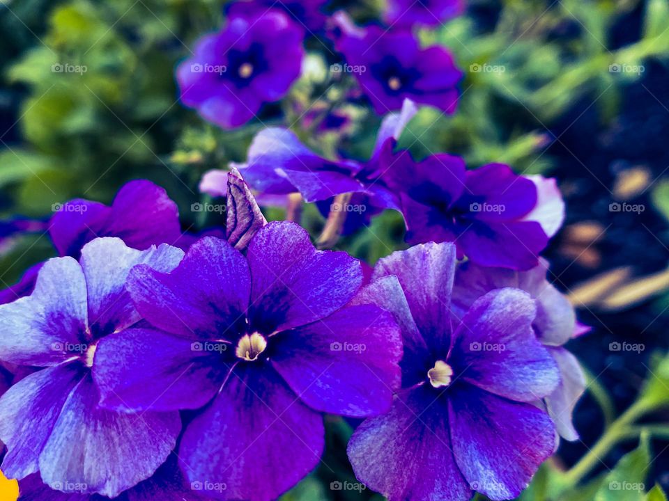 Beautiful purple flower 