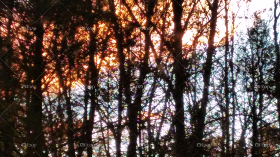 Early Evening Trees
