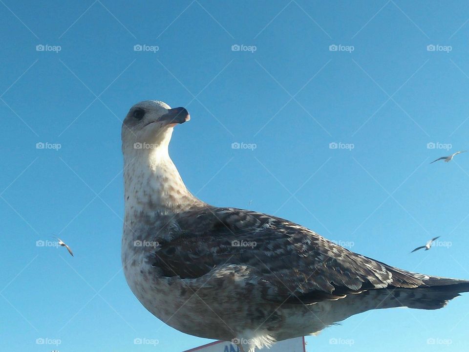 A beautiful seagull looking at my camera at essaouira harbour in Morocco