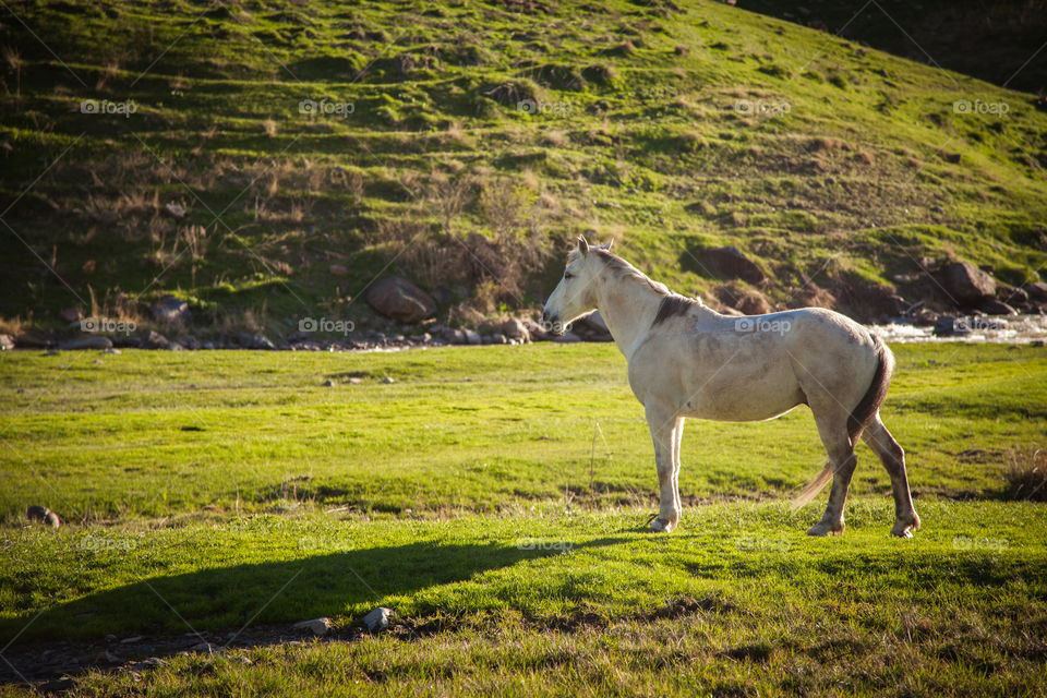 View of horse standing in field