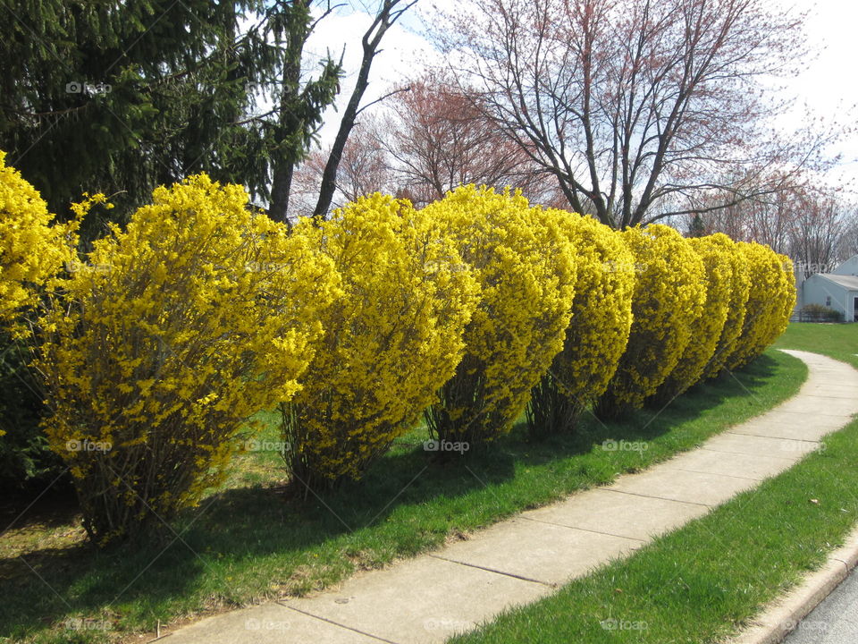 Cherry Blossom Festival Unique Flower