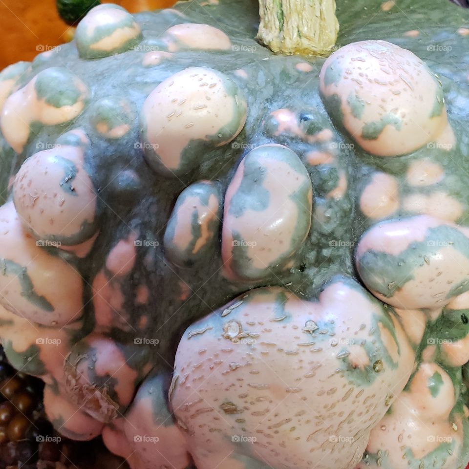 A colorful pumpkin fresh out of the patch covered in bumps giving it a warty look