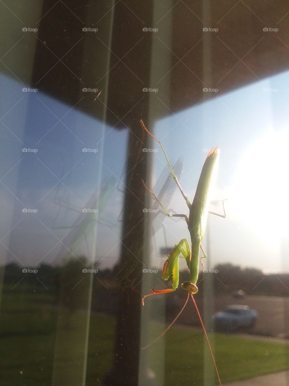 praying mantis