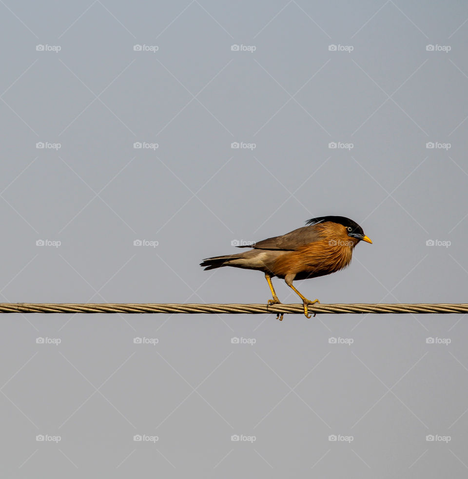 A villain walk of brahminy starling