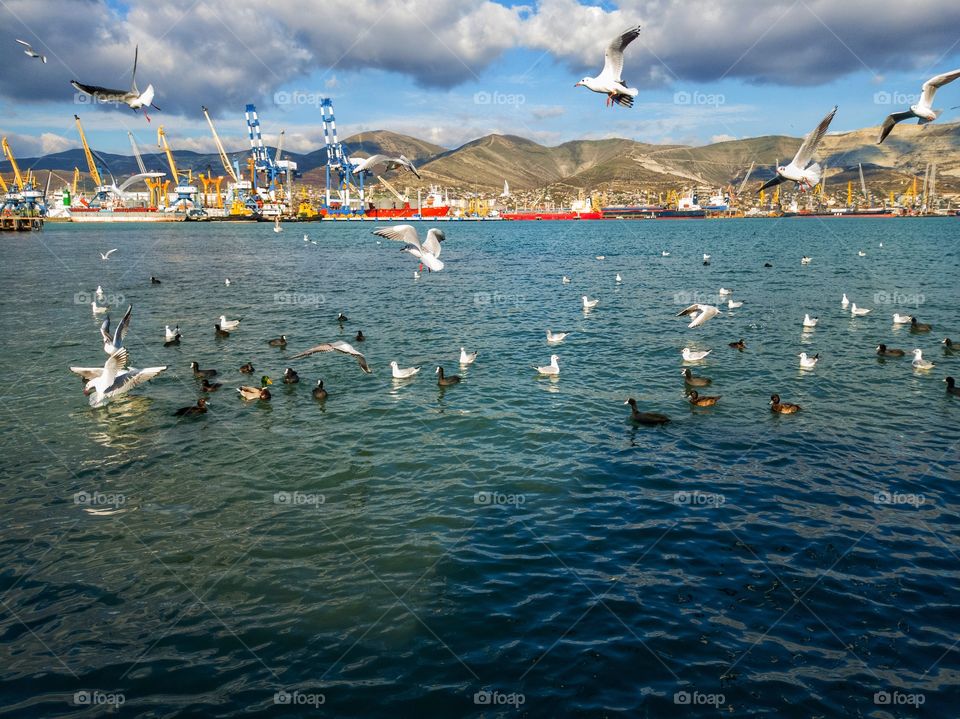 Gulls fly and catch fish. Gulls and ducks swim. Industrial port. mountain range.