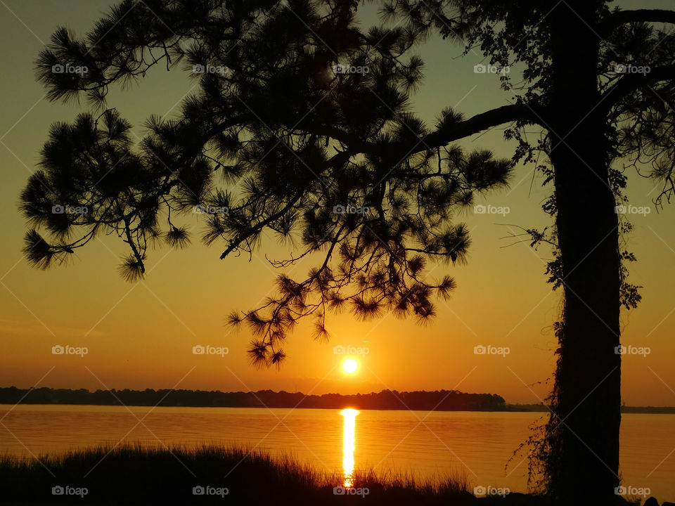 Silhouette of tree at sunset