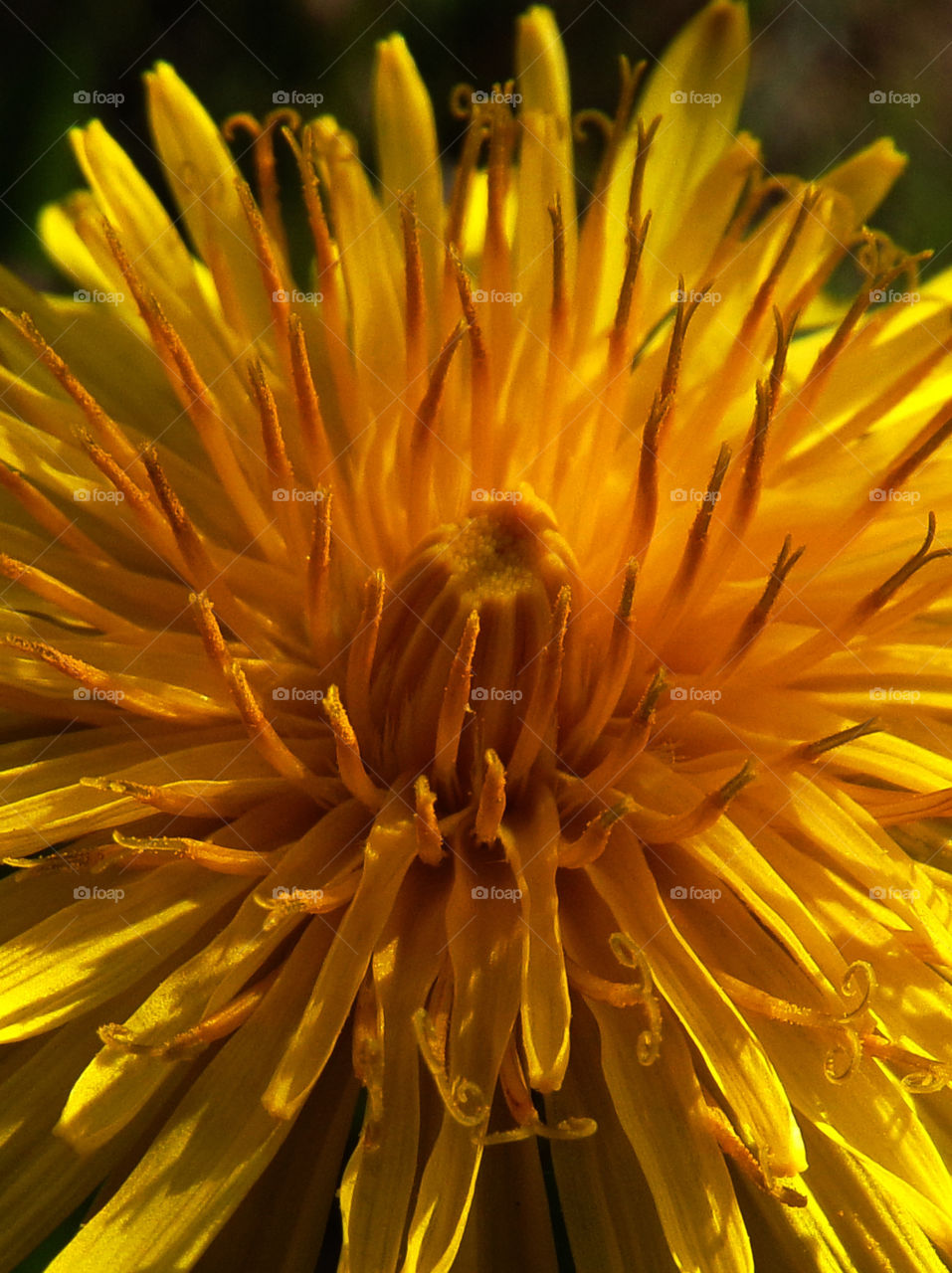 close up of dandelion, Taraxacum officinale
