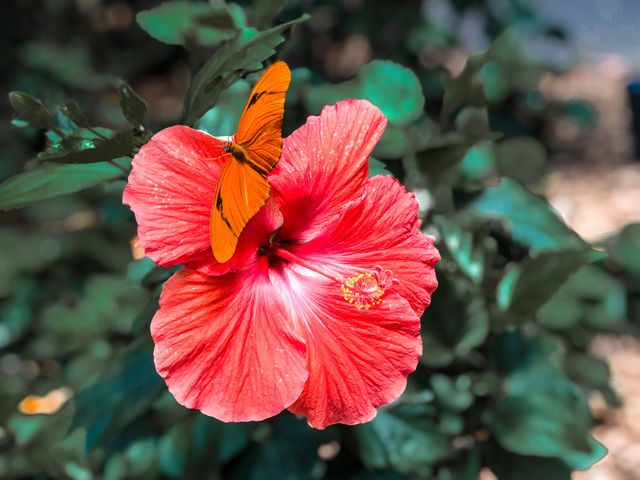 Butterfly Garden