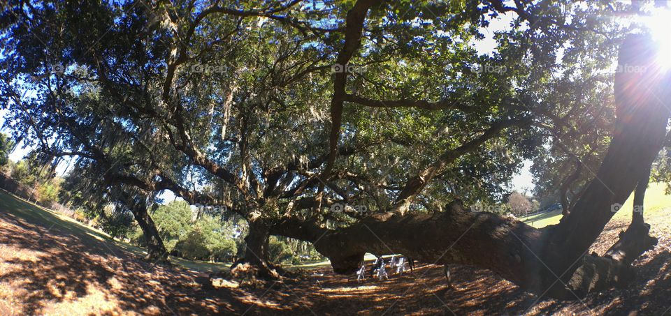 Branches from the Tree of Life in New Orleans reach out to surround me