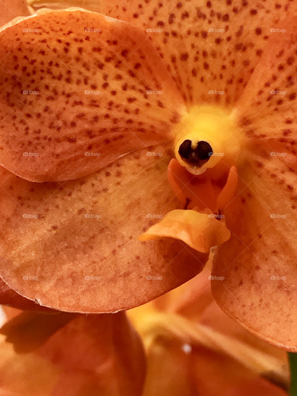 Orange Orchid heart