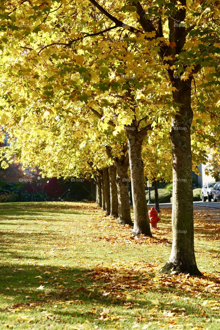 Autumn leaves and trees