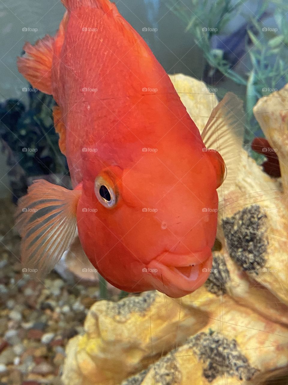 Orange African Chiclid 