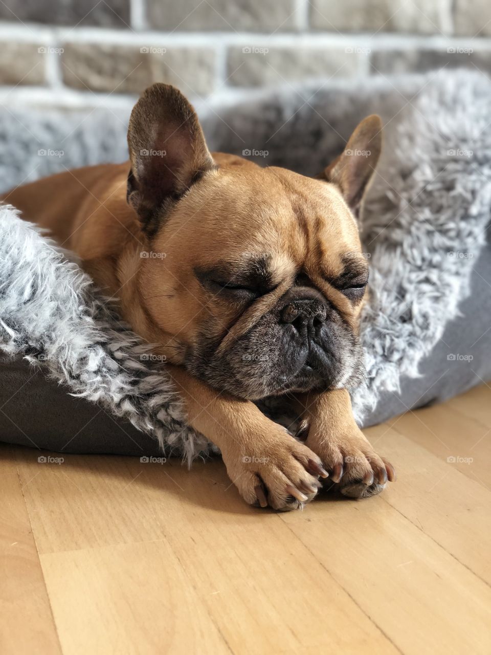 Sweet France bulldog sleeps and dreaming 