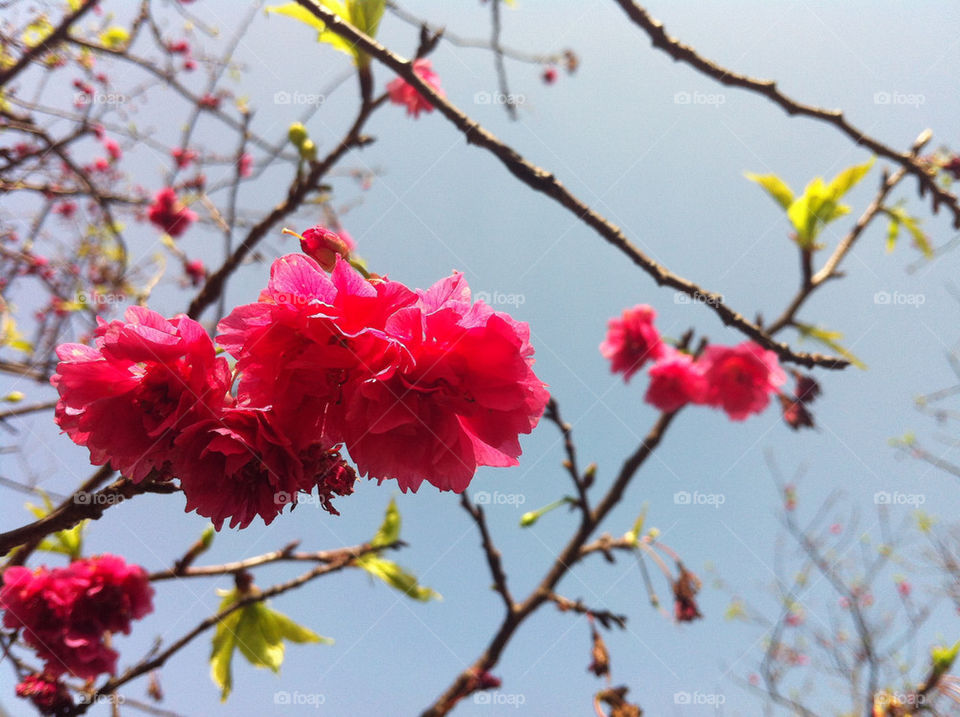 Pretty Sakura 🌸