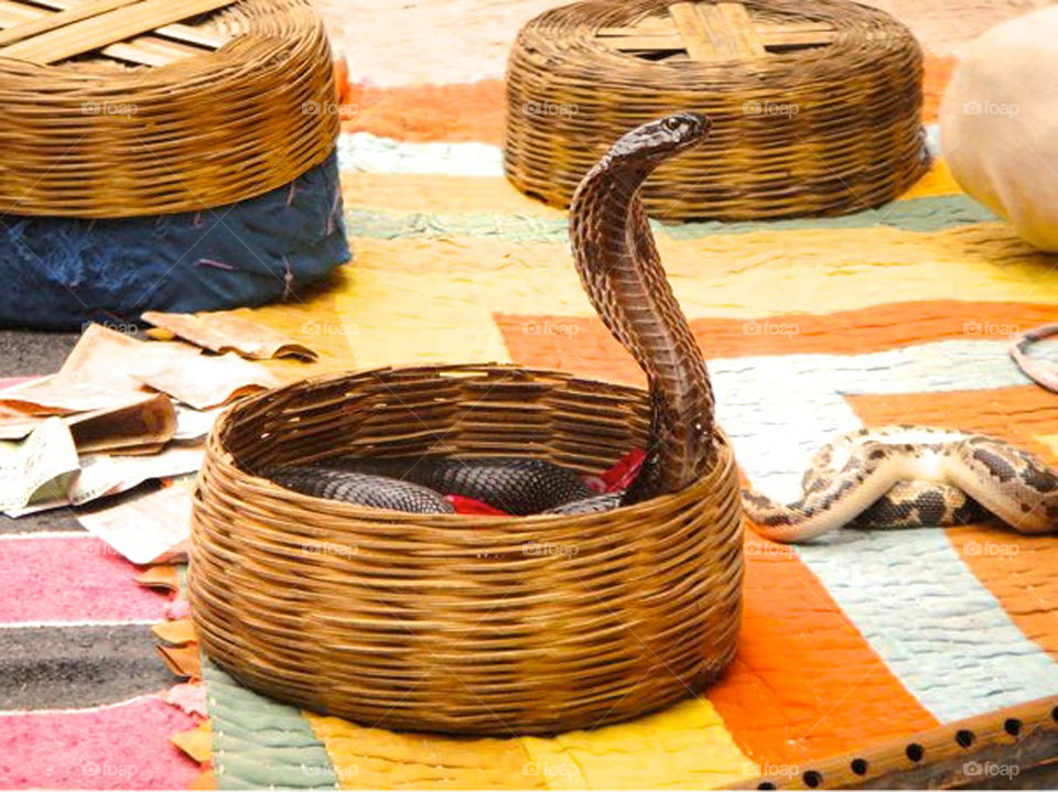 Snake charmer