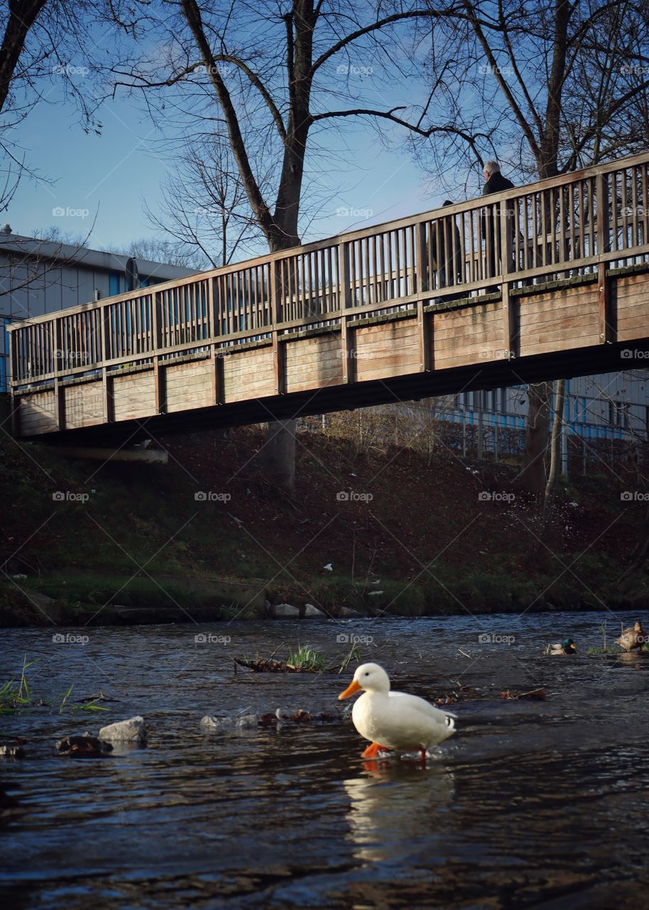 white Duck