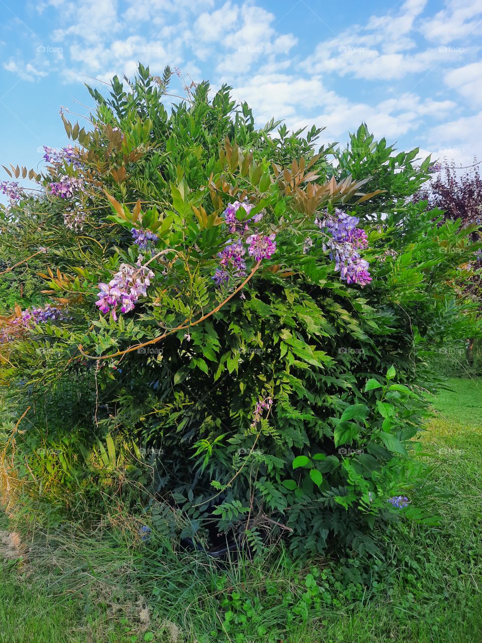 late blooming wisteria at golden hour