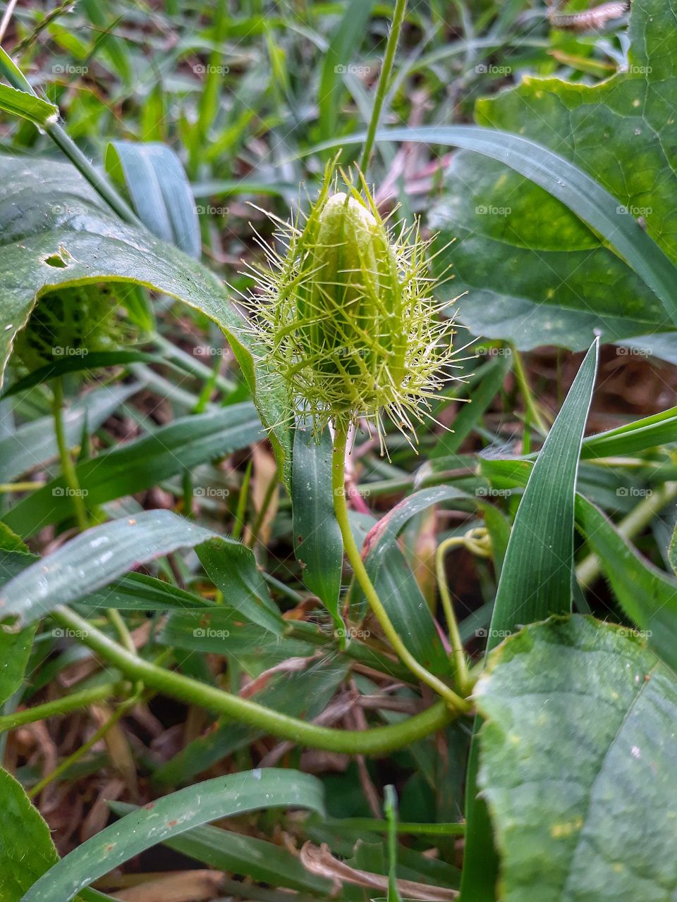 Wild fruit