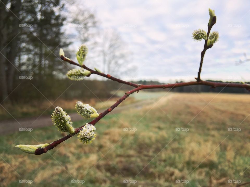 Spring