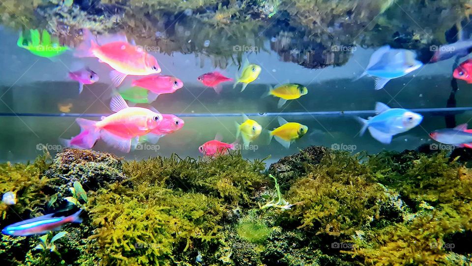 Cute Colorful Fish