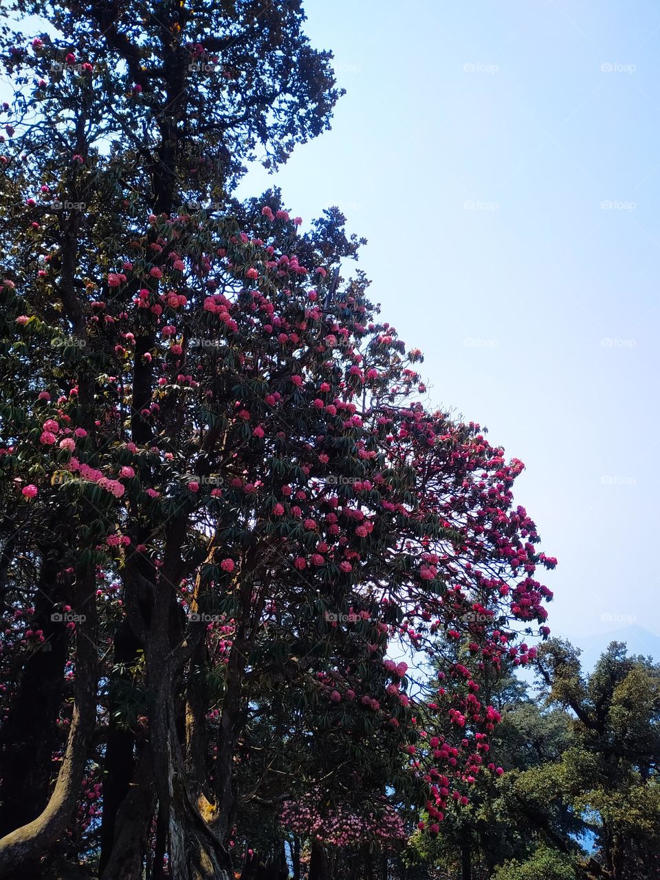 Pink flowers blooming on the rhododendron tree in forest
