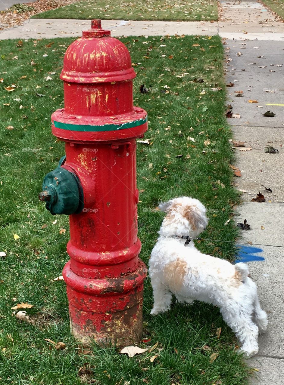 Small puppy.. giant red fire hydrant! Puppy, "Is this for real??"