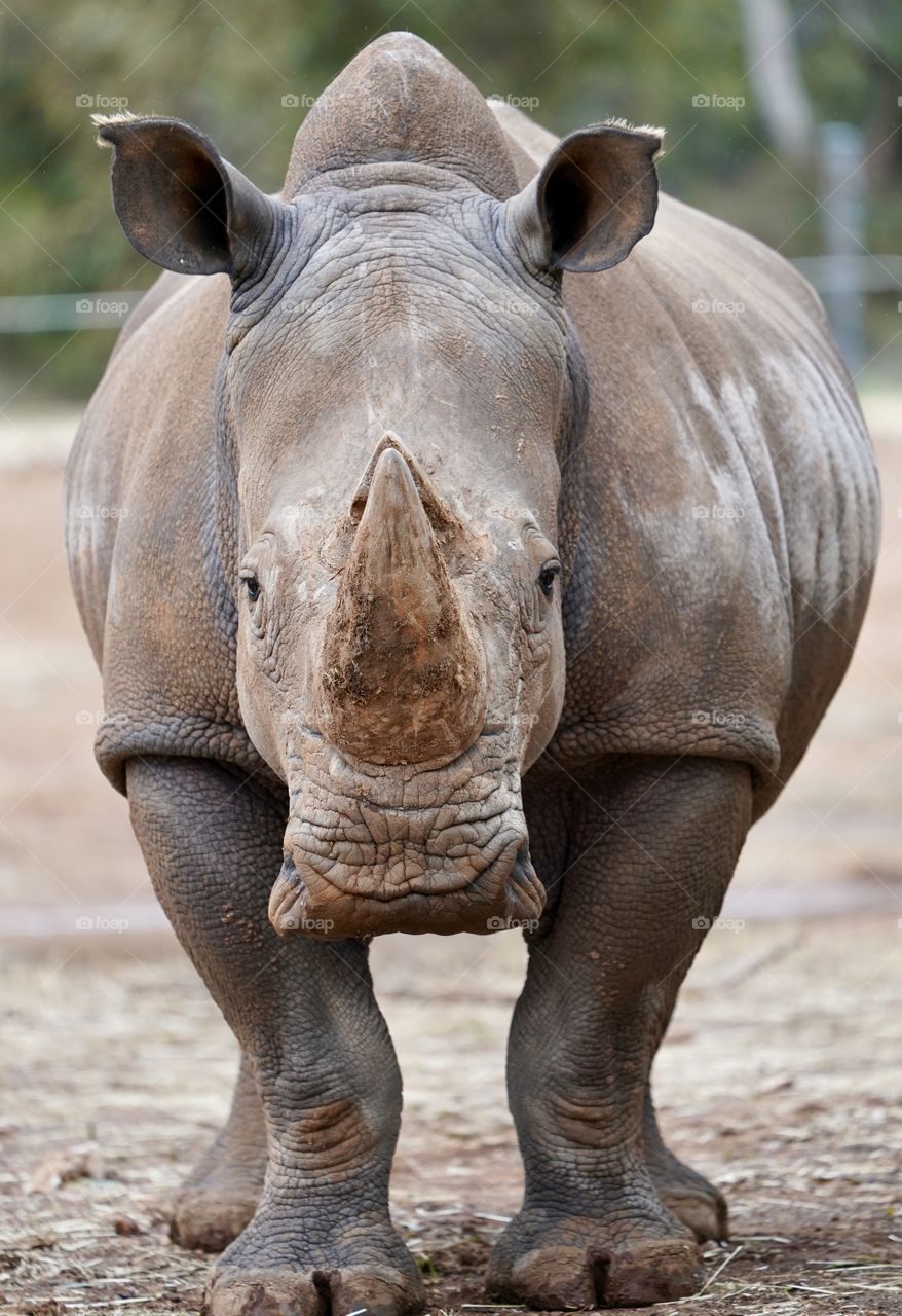 White Rhino