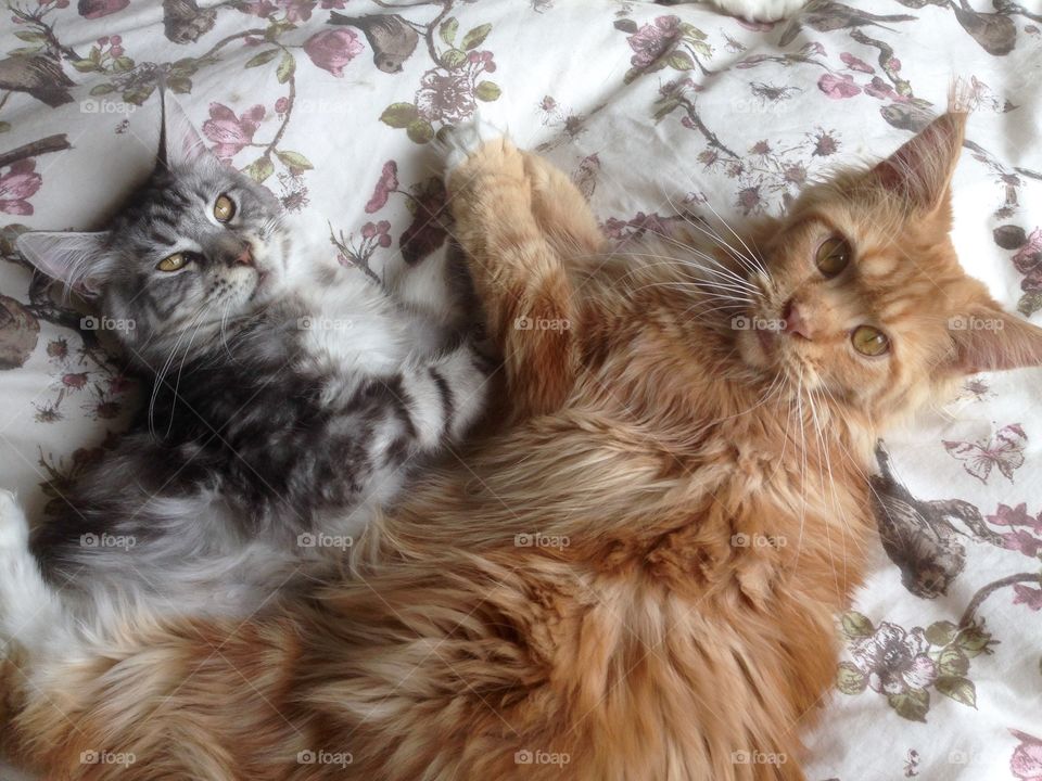 Two cat resting on bed