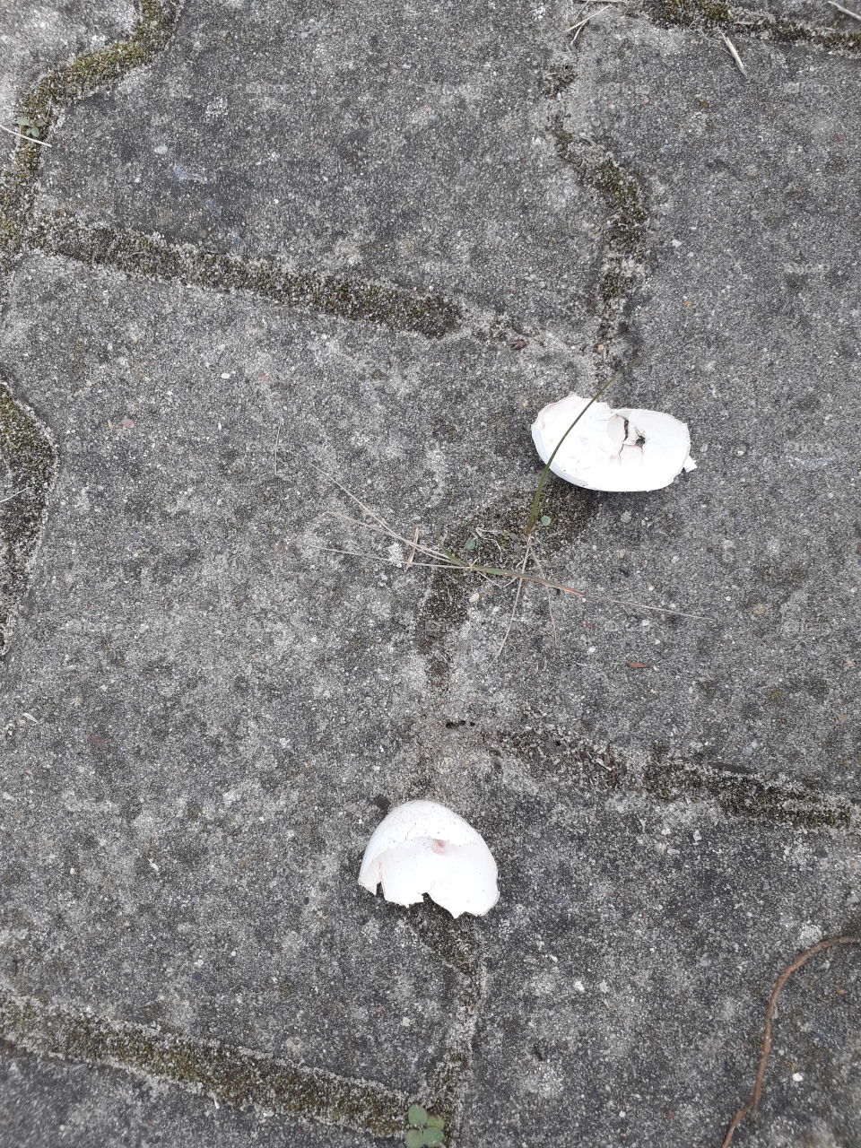 eggshells on the pavement